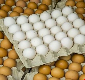 زراعة بغداد: تسويق أكثر من 74 مليون بيضة وآلاف الأطنان من الدجاج والأسماك