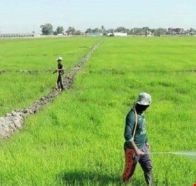 ديالى: الامطار “طوق نجاة” لأكثر 30 الف دونم من الزراعة الديمية