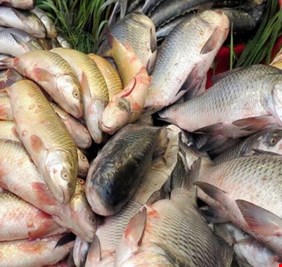 قضية سياسية تعرقل تصدير العراق الأسماك الى الكويت وتغلق الملف نهائيا