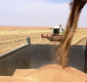 زراعة النجف تكشف اسباب عزوف المزارعين عن تسويق الشلب