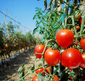 وزارة الزراعة توافق على تصدير ٢٥٠ طن من محصول الطماطم الى السعودية