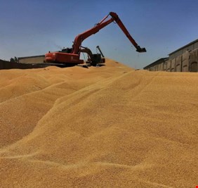 كربلاء تحقق زيادة تقدر بـ 20 الف طن سنويا من الحنطة