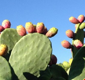 زيت بذور التين الشوكي.. إكسير الشباب والجمال