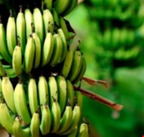 ديالى تبدأ محاولات لزراعة “الفاكهة النادرة”