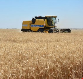 الزراعة: تقليص المساحات لن يؤثر على الاكتفاء الذاتي بمحصولي الحنطة والشعير