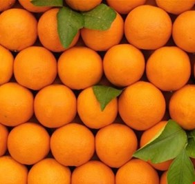 ديالى تكشف عن اول اتفاق من نوعه لتصدير “البرتقال” الى الخارج