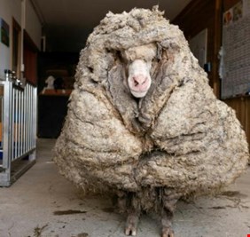 إنقاذ خروف من 