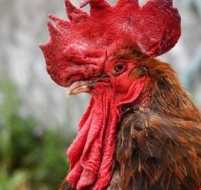 الهند.. الديك 