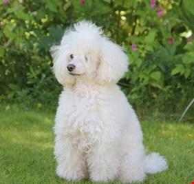 أول دبلومة لكلب متخصص في 