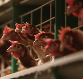 ديالى تحقق الاكتفاء الذاتي وتمنح اكثر من 100 تصريح لتسويق” الدواجن” الى المحافظات