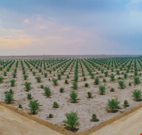 العراق يتلقى عروضا من شركات عالمية لاستثمار الصحراء