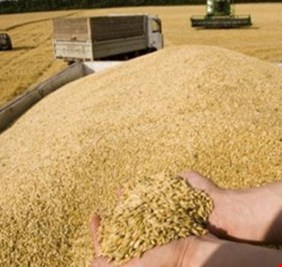 التجارة تعلن الانتهاء من ملف مستحقات مسوقي الحنطة وتوزيعها قريبا