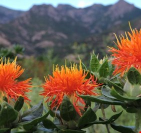 العراق يروج لزراعة 