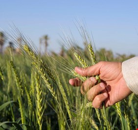 زراعة كركوك: خروج أكثر من 500 ألف دونم من المساحة المرصودة للحنطة