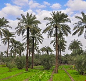 كيف فقد العراقيون (عمتهم) خلال عقود قليلة واصبحت بلاد السواد مقفرة؟