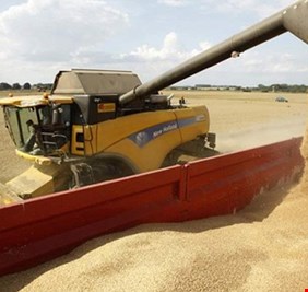 تسويق 1.5 مليون طن من الحنطة خلال شهر واحد