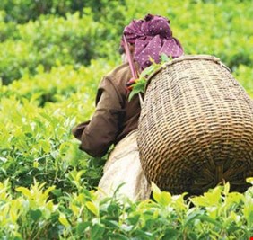 أسعار الشاي مرشحة للارتفاع بسبب الوضع الوبائي في الهند