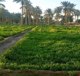 الزراعة تتخذ خطوات لتشجيع الاستثمار في قطاع النخيل