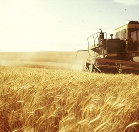 ديالى تحدد آخر موعد لتسويق الحنطة