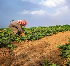 بفضل القرار الصائب للحكومة .. مزارعون عراقيون يعلنون 