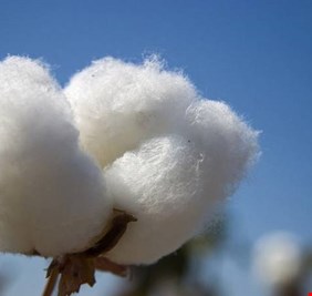 أسعار القطن عند أعلى مستوى في 7 سنوات.. ما السبب؟