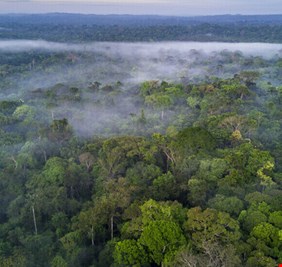 ماذا سيحدث للمناخ إذا زرع كل فرد من سكان الأرض شجرة سنويا لمدة 20 عاما؟