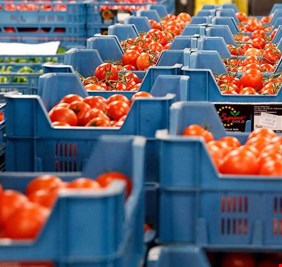 الاعلان عن 4 منافذ حدودية لدخول الطماطم المستوردة