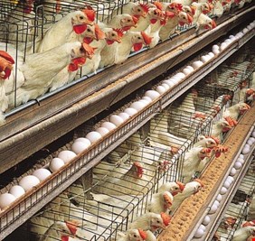 الزراعة تنفي منح إجازة استيراد للدجاج البياض