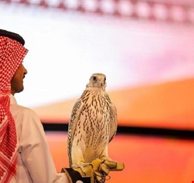 السعودية..بيع أغلى صقر 