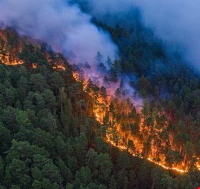 العلماء يكشفون تأثير حرائق الغابات في 