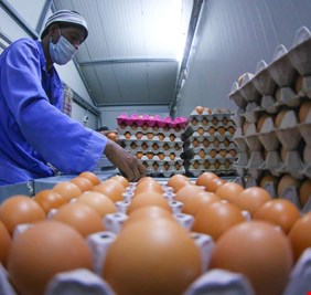 العراق يباشر استيراد بيض المائدة