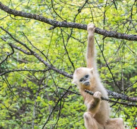 قرد يخطف جروا رهينة لمدة ثلاثة أيام ويحتجزه على رأس شجرة