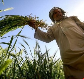 التجارة: ننتظر إطلاق مليار و٤٠٠ مليون دينار لصرف مستحقات الفلاحين