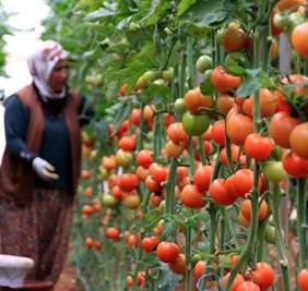 المياه وغياب الاسواق تطيح بمزارعي الطماطم في كردستان العراق