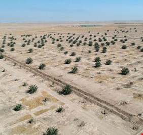 السور الاخضر يطوق جنوب العراق لحمايته من الهجوم المتواصل من صحراء الربع الخالي