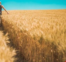 الجفاف و5 دول يشعلون أسعار القمح في العالم.. صعود قياسي