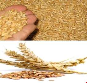 الزراعة: المباشرة بتجهيز فلاحي ومزارعي كربلاء ببذور الحنطة للموسم الشتوي