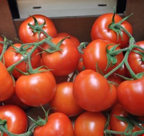 لوفرتها محلياً.. العراق يمنع استيراد الطماطم