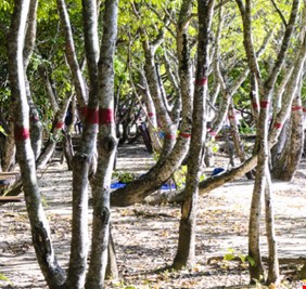 أخطر شجرة في العالم .. 