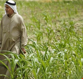 الكاظمي ينصف الفلاحين ب ٢٥٠ مليار دينار