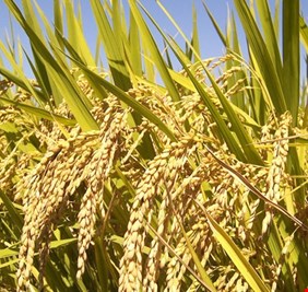 سايلو الحلة يستلم أول كميات الشلب.. والإنتاج الإجمالي يقترب من 6 آلاف طن