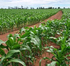 ذي قار تعلن عن زراعة ٢٢٥ الف دونم من المحاصيل الشتوية