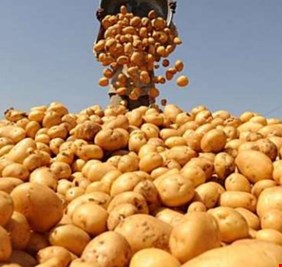 الزراعة تمنع إستيراد البطاطا في إقليم كردستان