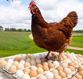 توضيح من الزراعة بشأن عمليات تهريب الدجاج والبيض عبر منافذ كردستان