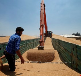 العراق يتحرك صوب 150 ألف طن من القمح الأسترالي