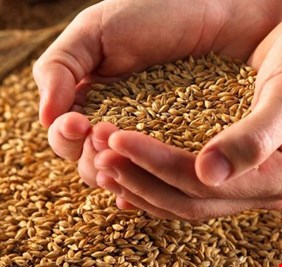 هل سيتأثر العراق من نقص القمح بسبب الحرب الروسية الأوكرانية؟