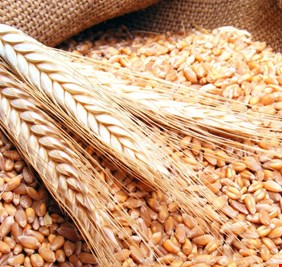 العراق يبحث عن مليوني طن قمح في الأسواق العالمية لتغطية احتياجاته