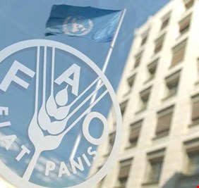 فاو تحذر من تدهور حاد في الأمن الغذائي العالمي