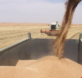 الحكومة تطلق زيادة مالية على القمح المسوق من المزارعين