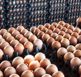 الزراعة تؤكد وفرة إنتاج البيض والدجاج المحلي